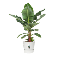 greenville rund 40cm weiss